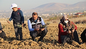 Elazığ'da tıbbi ve aromatik bitkilerin ekim alanı genişliyor…