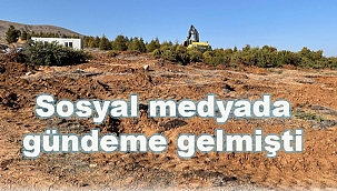 Ağaç katliamı valiliği harekete geçirdi