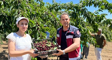 Elazığ'da Kiraz hasadına devam ediliyor