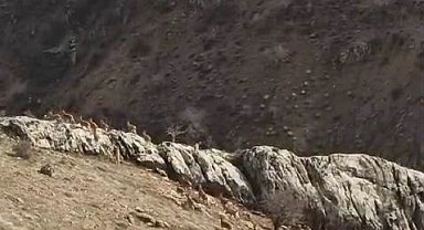 Elazığda Dağ Keçileri Şehire İndi