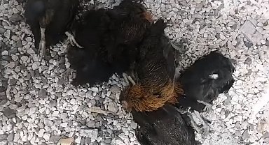 Elazığ'da Hırsızlar Kümesten 60 Tavuk Ve 2 Kangal Yavrusu Çaldı