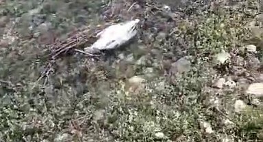 Elazığ'da Martı Ölümlerinin Nedeni Ortaya Çıktı