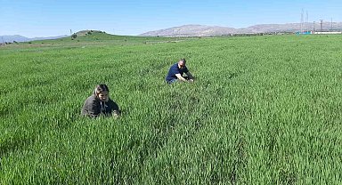 Elazığ'da Süne İle Mücadele Çalışması Başladı