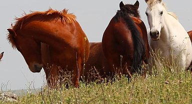 Elazığ'da Yılkı AtlarıGörüldü