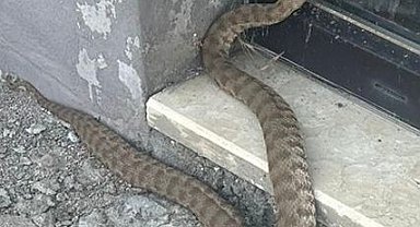 FÜ Zooloji Ana Bilim Dalı Dr. Öğr. Üyesi Temizer: 
