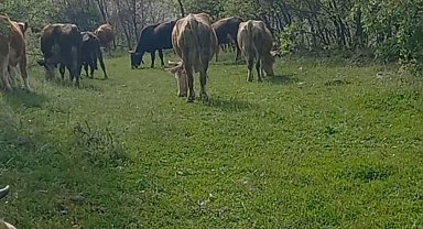 Elazığ'da İneklerini Otlatırken Yılan Soktu