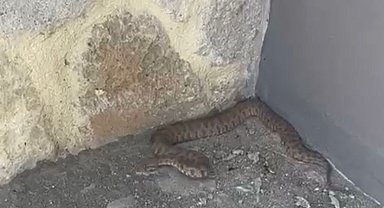 Elazığda 2 Metrelik Engerek Yılanı Görüntülendi