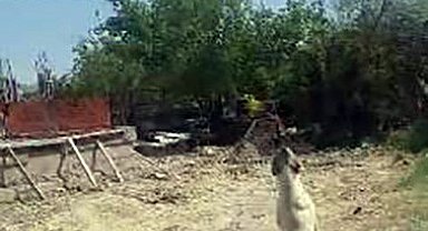 Köpeğin Dron İle İmtihanı