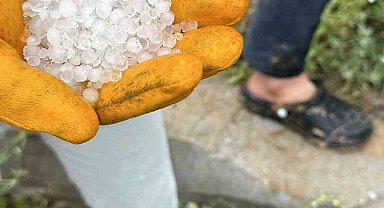 Elazığda Dolu kayısıyı vurdu, üreticiler tedirgin