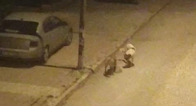 Elazığ'da sokak köpekleri kediyi parçaladı