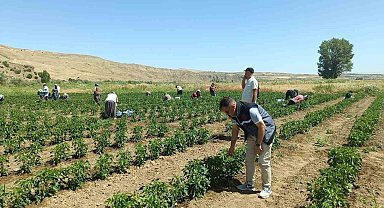 Elazığ'da 40 dekarlık alanda sebze hasadı yapıldı