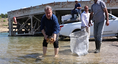 Sazan ve Siraz Balıklarının yumurtaları alındı