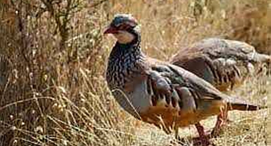 Çiftçiler; Keklik avı yasaklansın ve popilasyon artırılsın diyor