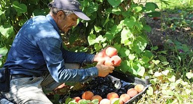 İlimizde Şeftali hasadı devam ediyor