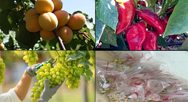 Elazığ da hasat öncesi pestisit denetim çalışmaları yapıldı 