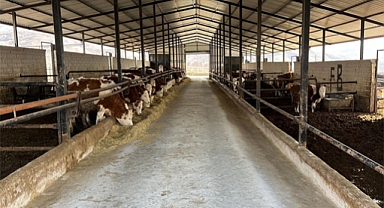 Elazığ'da Ari işletme sayısı artıyor