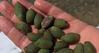 İlimizde yaşanan don olayı Ak Parti Milletvekillerinin gündeminde