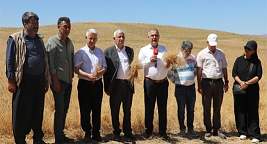 İlimizde Kırmızı mercimek hasadına başlandı
