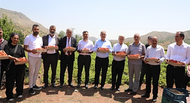 Maden'de yerli çilek hasadı etkinliği düzenlendi