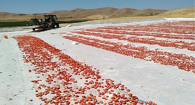 Elazığ'da, 2 Bin dönümde yetişen yerli domates ihracatıyla ekonomiye can veriyor