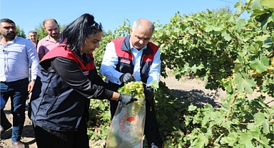 İlimizde bağda EKÜY çalışmaları aralıksız sürüyor