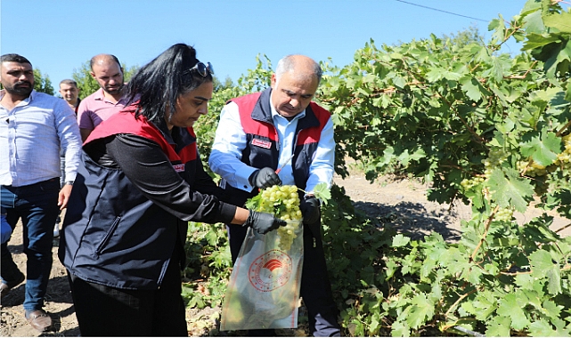 İlimizde bağda EKÜY çalışmaları aralıksız sürüyor