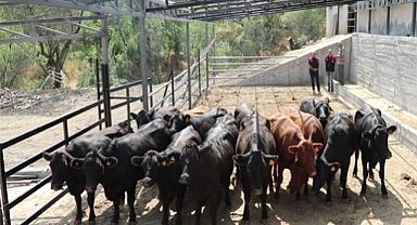 Kırsalda Bereket Projesi Meyvelerini Vermeye Başladı: İlk buzağılar doğdu