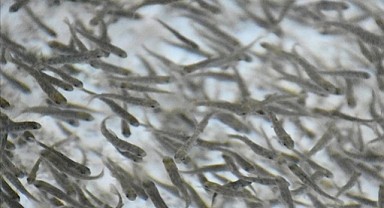 Azerbaycan'a balık gönderimi gerçekleşti