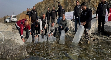 Elazığ'da 420 bin balık yavrusu karakaya baraj gölü'ne bırakıldı