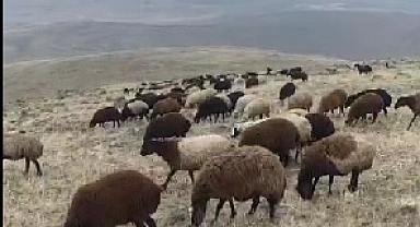 Elazığ'da Üreticinin İsyanı: Şap hastalığı ve artan maliyetler hayvancılığı bitiriyor