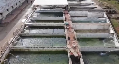 Keban Su ürünleri üretim istasyonunda alabalık sağım çalışmaları sürüyor