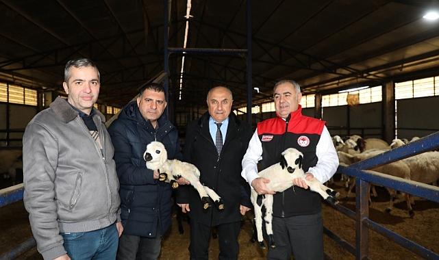 Akçakiraz'da küçükbaş hayvancılığa modern yatırım