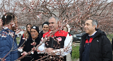 Baskil kayısısında 