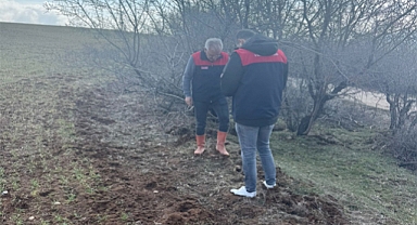 Tarım arazilerinde tarla faresi sürvey çalışmaları sürüyor