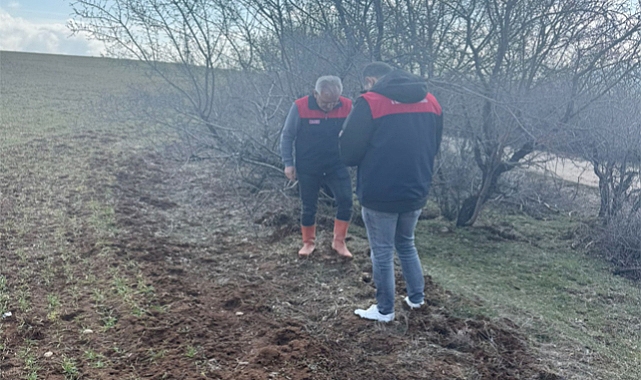 Tarım arazilerinde tarla faresi sürvey çalışmaları sürüyor