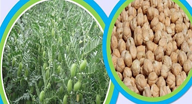 Elazığ'da Nohut üretimini artırmaya yönelik tohum dağıtımı gerçekleştirildi